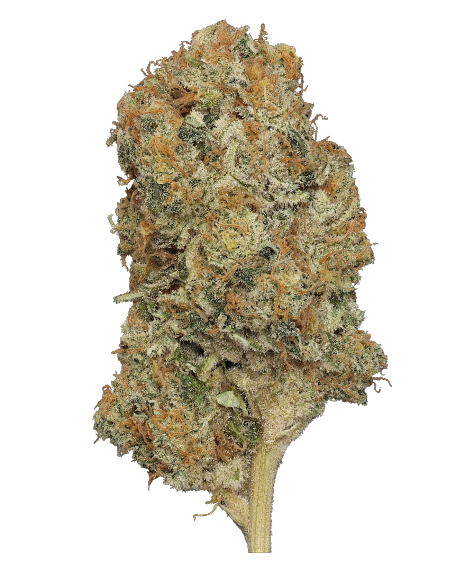 PFD 10 Weed Strain - BAM Alaska - Anchorage Dispensary
