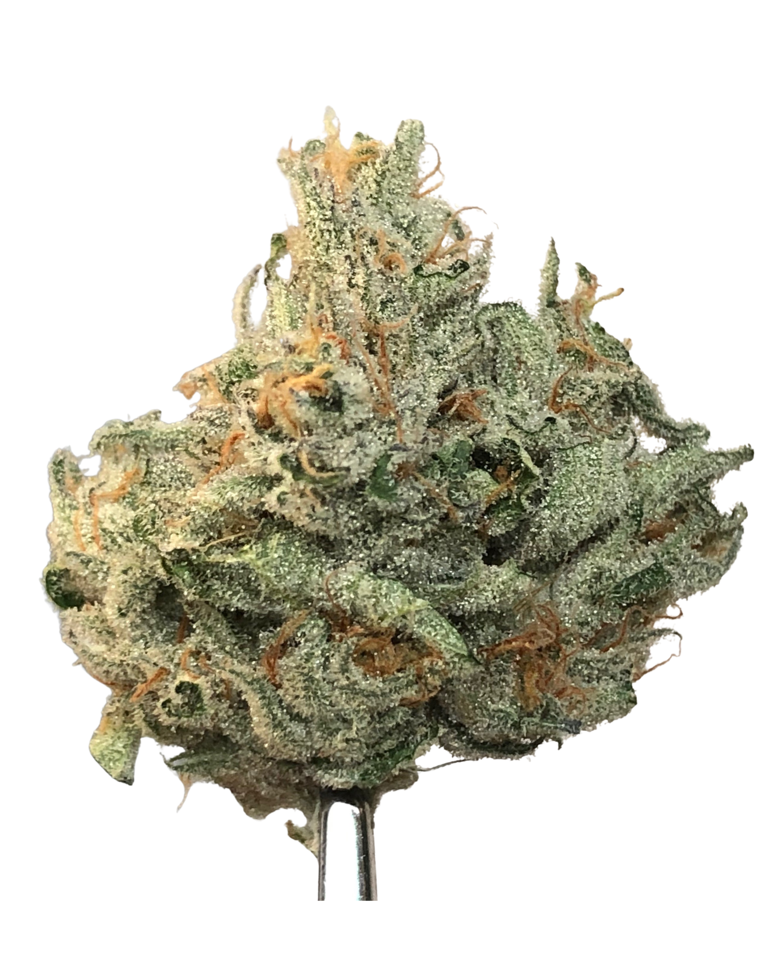 Phat N Nasty Weed Strain - BAM Alaska - Anchorage Dispensary