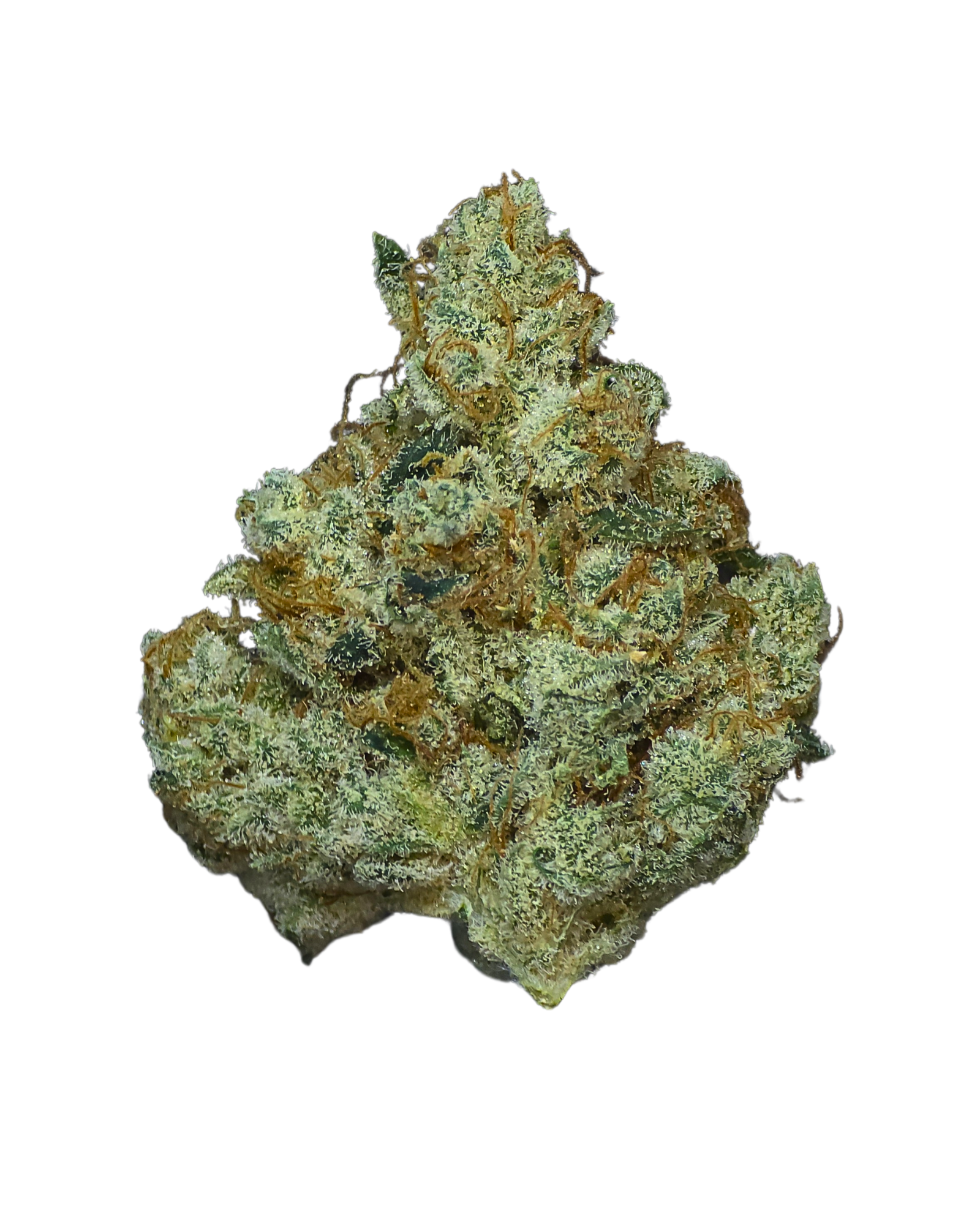 Z-Sweet Insanity Weed Strain - BAM Alaska - Anchorage Dispensary